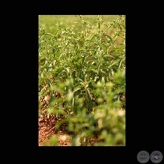 STEVIA - BLOOMBERG NEWS - Photographer: Carlos Bittar - Año 2008