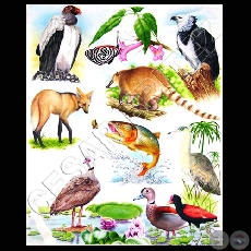 ANIMALES - Ilustración de César Brítez