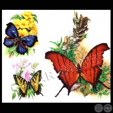 MARIPOSAS - Ilustración de César Brítez
