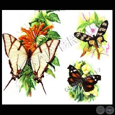 MARIPOSAS - Ilustración de César Brítez