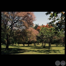 FLORA DEL PARAGUAY - Fotografías de CARLOS BITTAR
