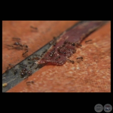 CAPICÚA/KAPIKUA, 2008 - 2011 - Video monocanal de GABRIELA ZUCCOLILLO