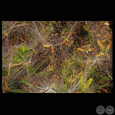 PELO DE ARAÑA - Fotografía de FRANCENE KEERY PLANAS