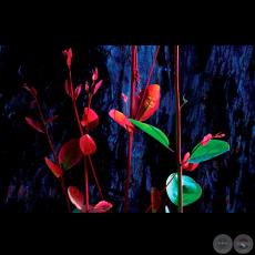 BAJO LA SOMBRA - Fotografía de FRANCENE KEERY PLANAS