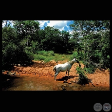 CABALLO SALVAJE, 2008 - Fotografía de FRANCENE KEERY PLANAS
