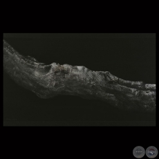 SERIE PIEL DE ÁRBOL, 2008 - Óleo sobre tela de LUIS FRACCHIA