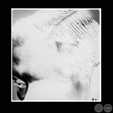 PANTERA - SERIE RETRATOS - Fotografía de JAVIER MEDINA VERDOLINI