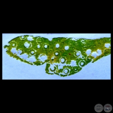 MARIPOSA CON CISNE DE STABILO, 2009 - Grabado de NOEMI LÓPEZ