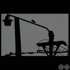 AVES EN LA CIUDAD - Fotografía de Sebastián Peña Escobar 