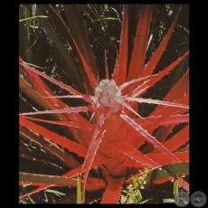 FLOR DE CARAGUAT - PARAGUAY - Foto de CLAUS HENNING