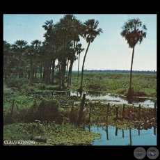 CHACO PARAGUAYO - Foto de CLAUS HENNING