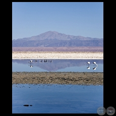 Salares Andinos - Chile (Fotografas de Roberto Dam)