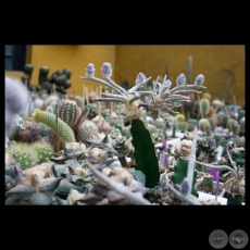 CUESTIÓN ESPINOSA, 2011 - Fotografias de TAMARA MIGELSON