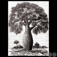 SAMUHÚ, 2012 - Dibujo con tinta china de TATA FERREIRA