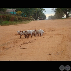MI PARAGUAY PROFUNDO (Exposición) - Año 2009