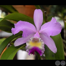 FLOR - Fotografía de Rafael Urzua