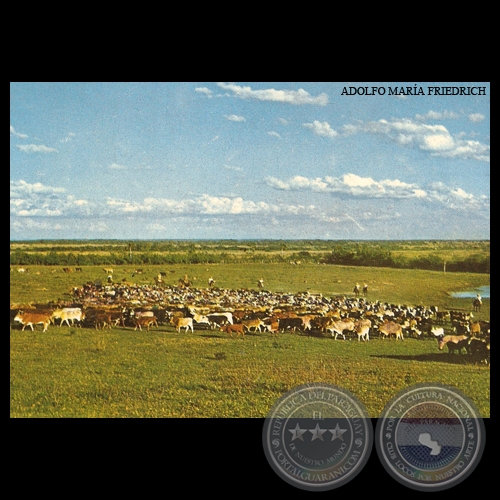 CAMPO DE GANADERÍA - MISIONES - Nº A 57 - Foto de ADOLFO MARÍA FRIEDRICH