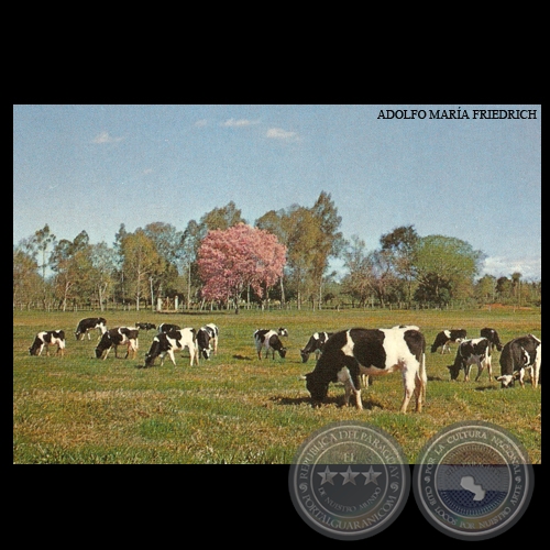GANADO HOLANDO - Nº A 61 - Foto de ADOLFO MARÍA FRIEDRICH