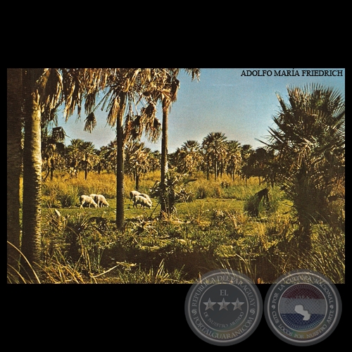 PALMARES DEL CHACO PARAGUAYO - Nº A 62 - Foto de ADOLFO MARÍA FRIEDRICH