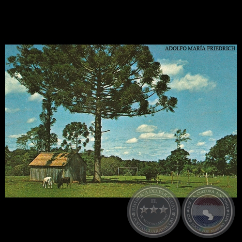 PINOS EN LA COLONIA HOHENAU - Nº A 67 - Foto de ADOLFO MARÍA FRIEDRICH 