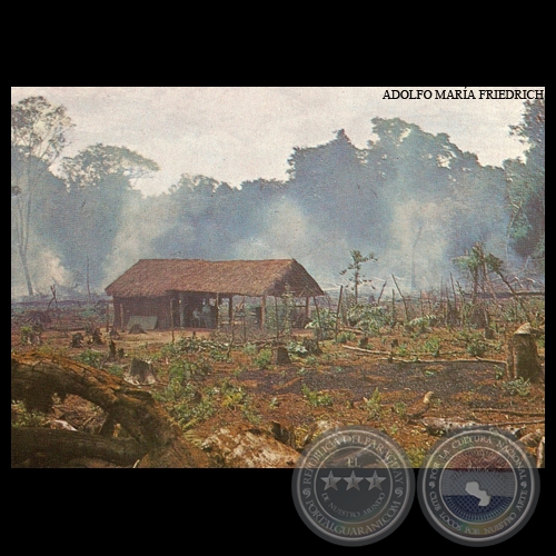 QUEMAZÓN DE UN ROSADO - CAAGUAZÚ - Nº A 79 - Foto de ADOLFO MARÍA FRIEDRICH