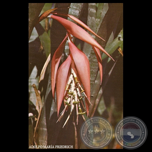 BILBERGIA ZEBRINA - N A 89 - Foto de ADOLFO MARA FRIEDRICH