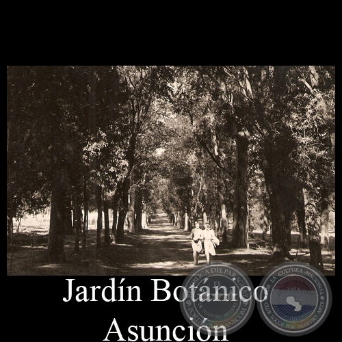 JARDÍN BOTÁNICO (DETALLE) - POSTAL DEL PARAGUAY