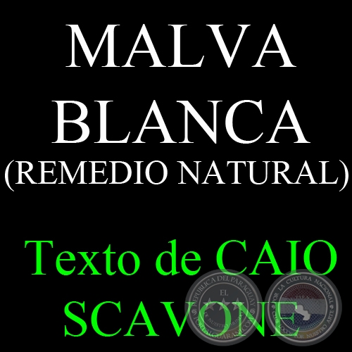 MALVA BLANCA (REMEDIO NATURAL) - Texto de CAIO SCAVONE