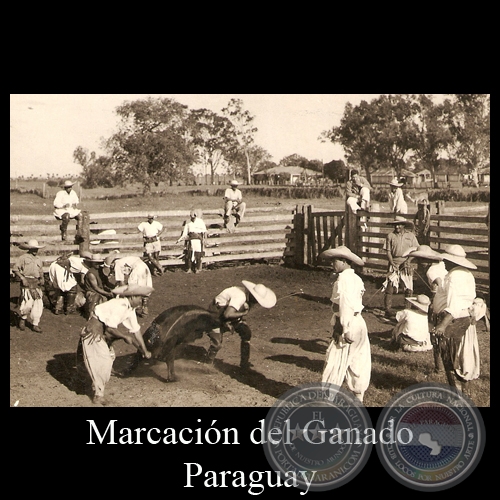 MARCACIÓN DEL GANADO (DETALLE) - POSTAL DEL PARAGUAY