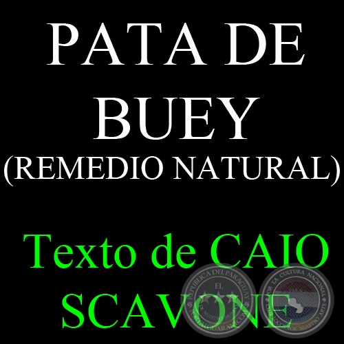 PATA DE BUEY (REMEDIO NATURAL) - Texto de CAIO SCAVONE