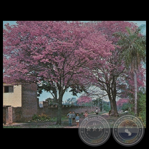 LAPACHO ROSADO - Nº C 141 - Foto de CLAUS HENNING