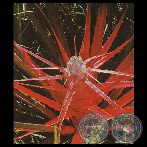 FLOR DE CARAGUATÁ - Nº C 146 - Foto de CLAUS HENNING
